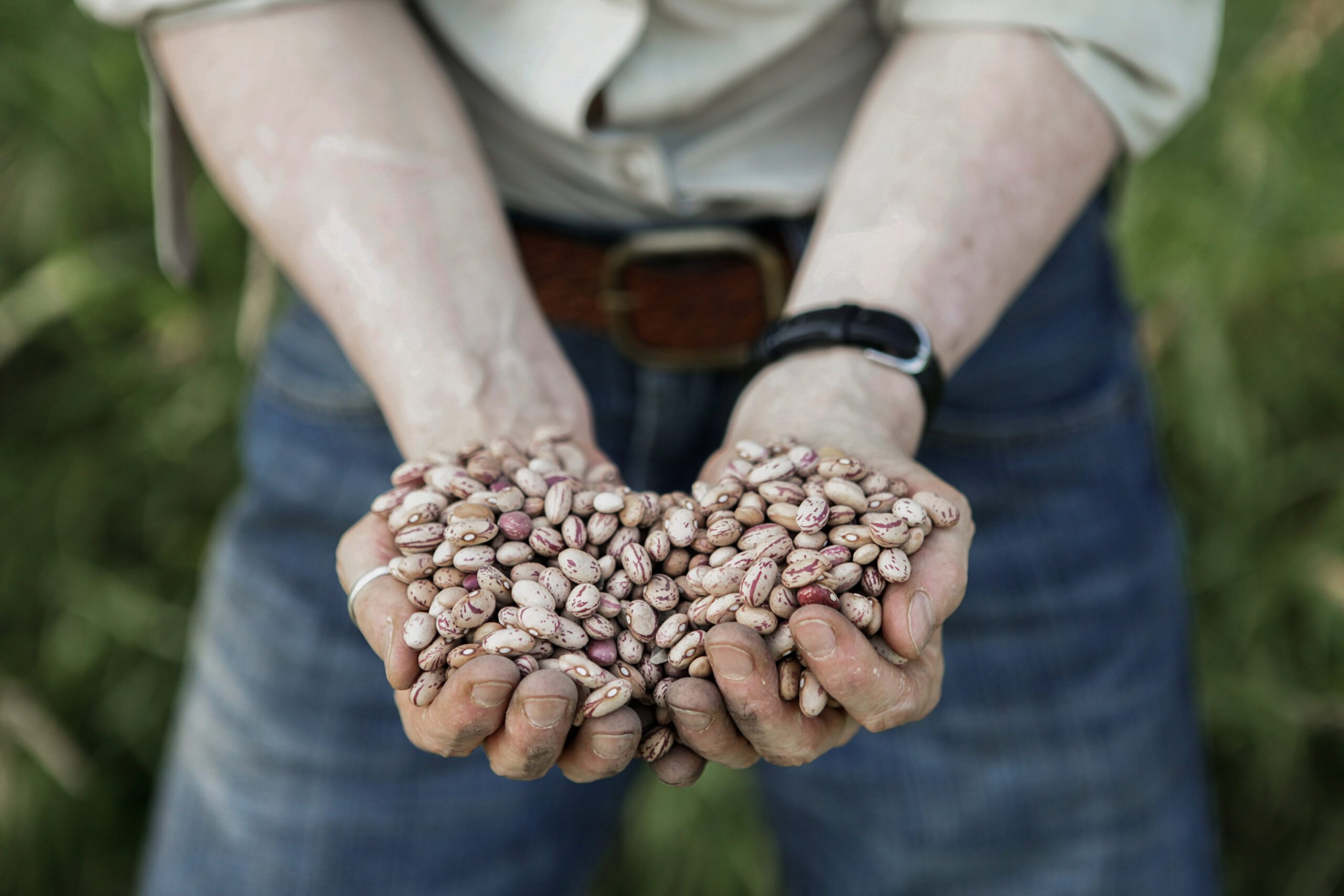Heirloom Beans